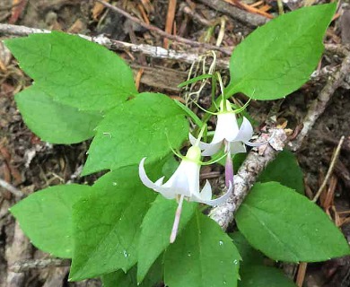 Campanula scouleri