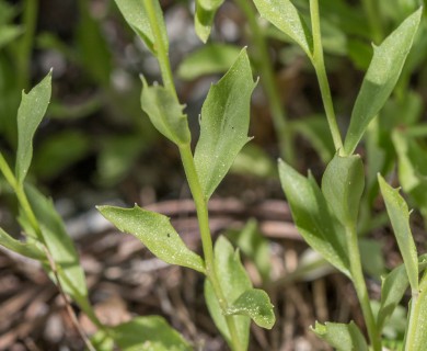 Campanula wilkinsiana