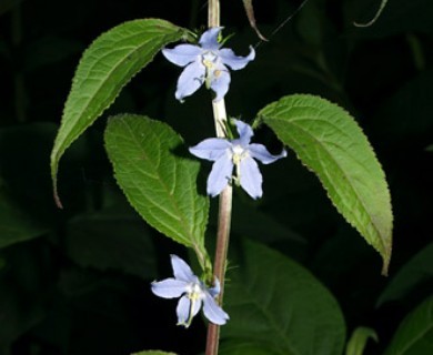 Campanulastrum americanum