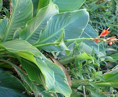 Canna indica