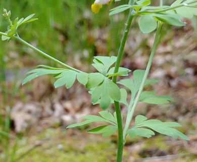 Capnoides sempervirens