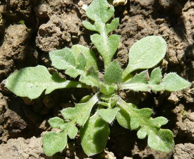 Capsella bursa-pastoris