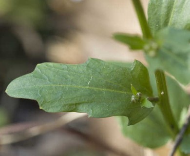 Cardamine bulbosa