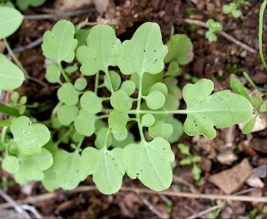 Cardamine californica