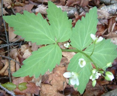 Cardamine diphylla