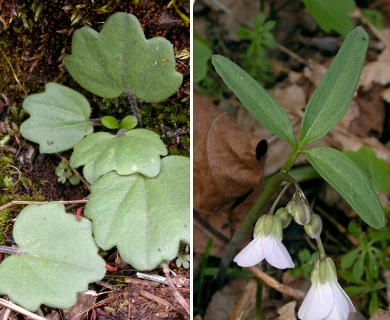 Cardamine nuttallii