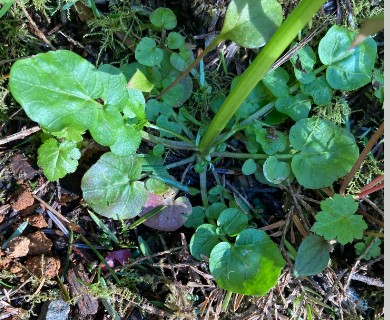 Cardamine occidentalis