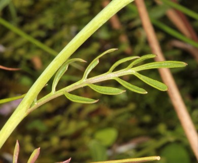 Cardamine pratensis