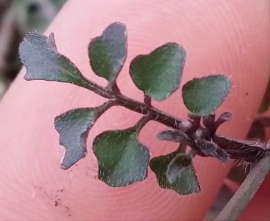 Cardamine umbellata