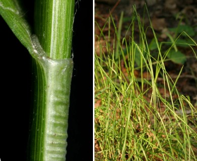 Carex annectens