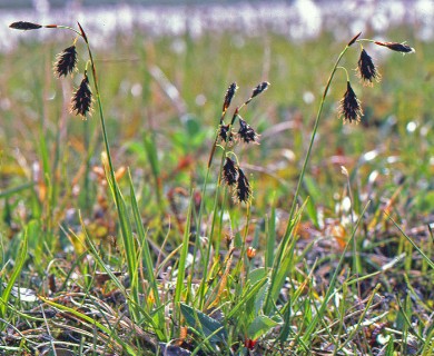 Carex atrofusca