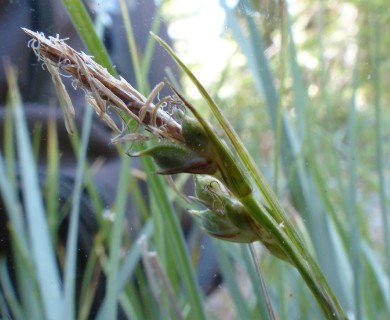 Carex brainerdii