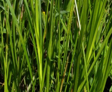 Carex brevior