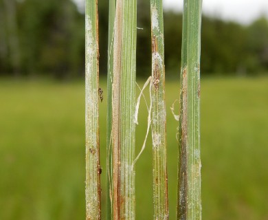 Carex buxbaumii