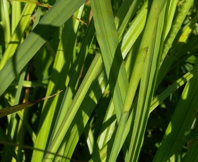 Carex crinita