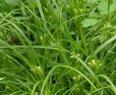 Carex frankii