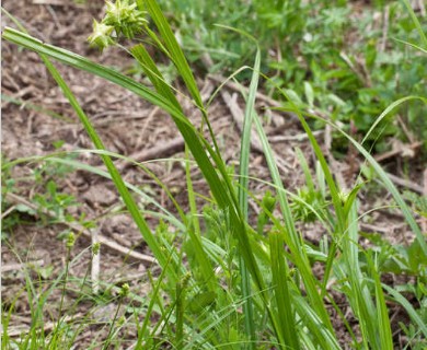 Carex grayi