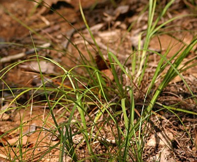 Carex hirsutella