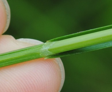 Carex hormathodes