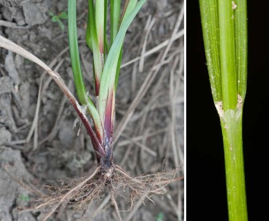 Carex intumescens