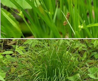 Carex jamesii