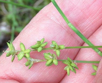 Carex loliacea