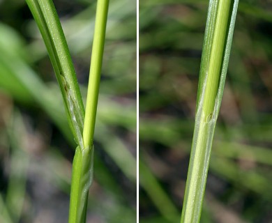 Carex lupulina