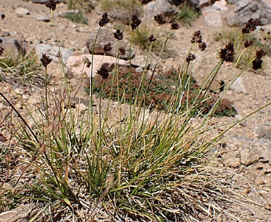 Carex macloviana