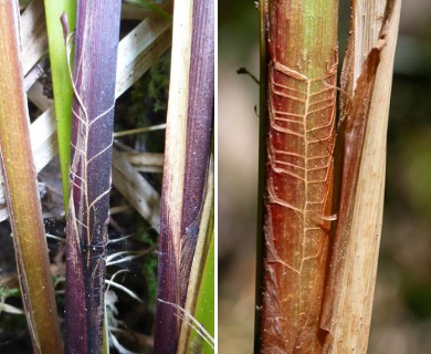 Carex obnupta