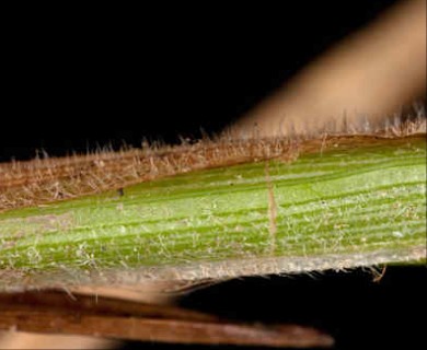 Carex pallescens