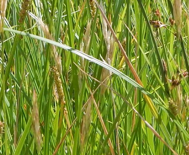 Carex pellita