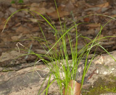 Carex radiata