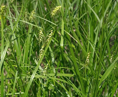 Carex sprengelii