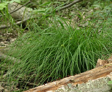 Carex squarrosa