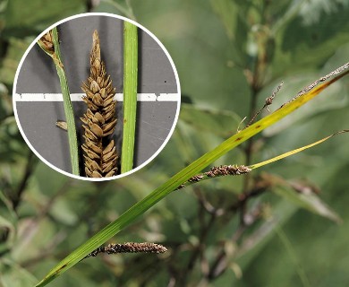 Carex stricta