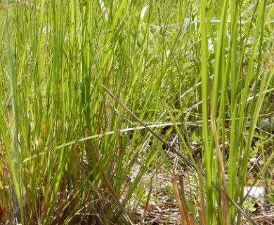 Carex tenera