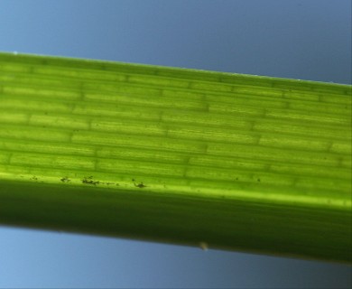 Carex utriculata