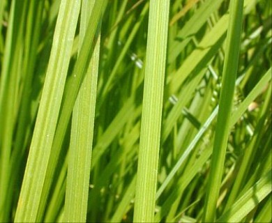 Carex vulpinoidea