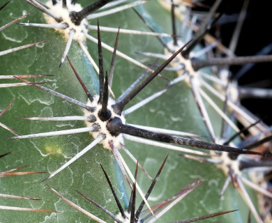 Carnegiea gigantea