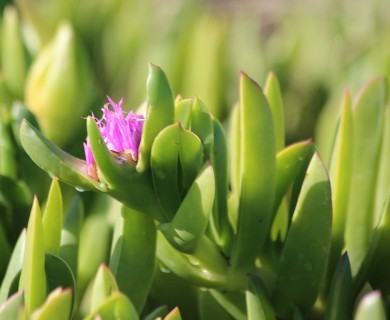 Carpobrotus chilensis