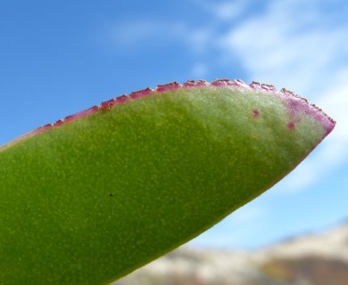 Carpobrotus edulis