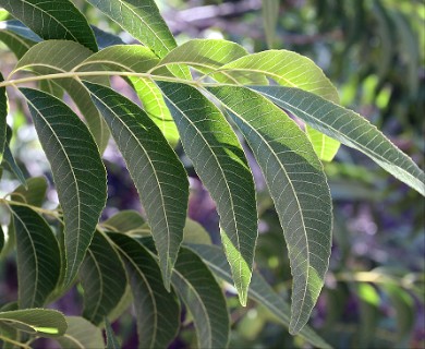 Carya illinoinensis