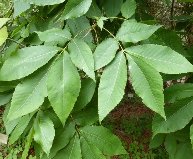 Carya ovata