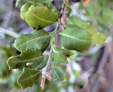Castela peninsularis