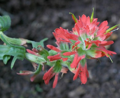 Castilleja affinis