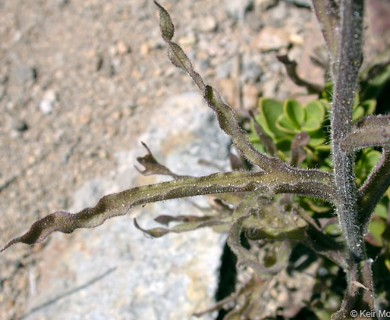 Castilleja applegatei