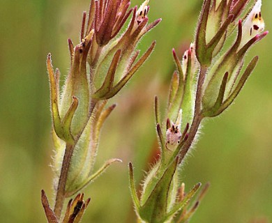 Castilleja attenuata