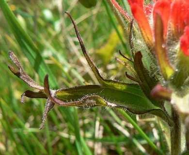 Castilleja brevilobata