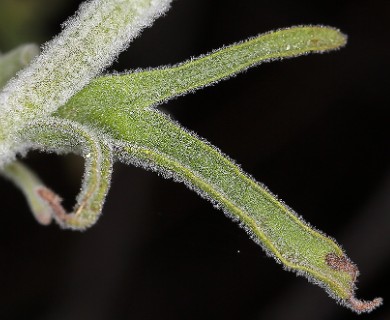 Castilleja foliolosa