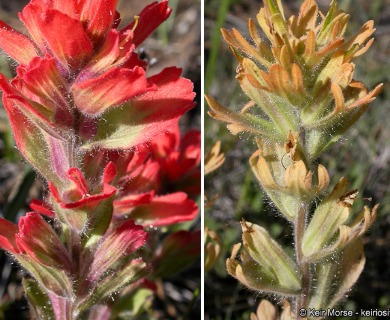 Castilleja hispida